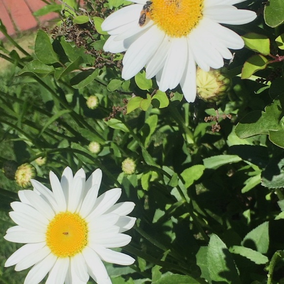 daisystree